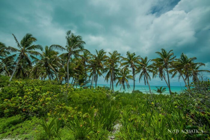 Tour tout inclus à Isla Contoy