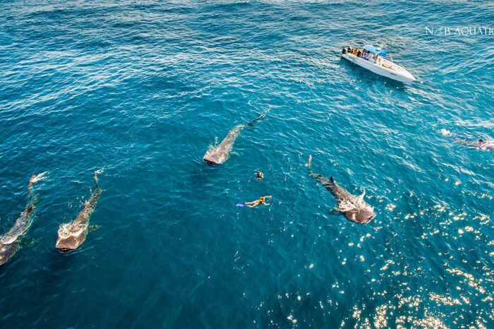 Venez découvrir les requins-baleines!